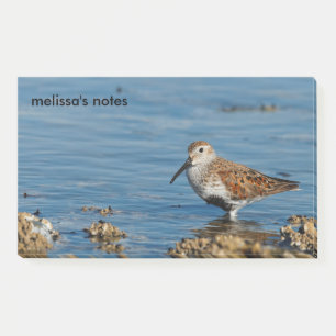 Beautiful Dunlin Shorebird Sandpiper Goes Solo Post-it Klebezettel