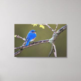 Beautiful Eastern Bluebird Leinwanddruck