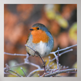 Beautiful European Robin Poster