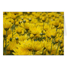 Beautiful Fall Chrysanthemum Foto