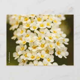 Beautiful Floral Bridalwreath Spiraea Postkarte