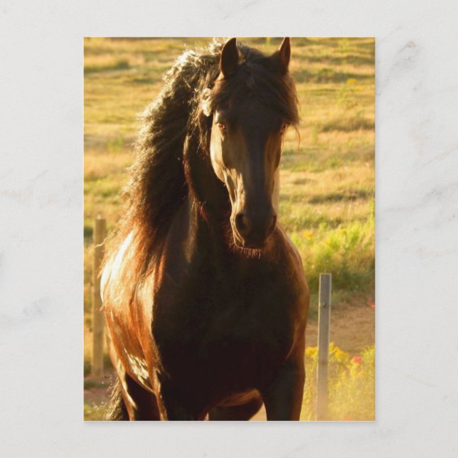BEAUTIFUL FRIESIAN HORSE STALLION POSTCARD POSTKARTE (Vorderseite)