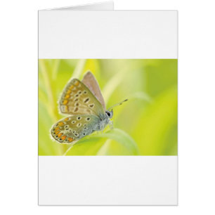 Beautiful Gepunktet Butterfly