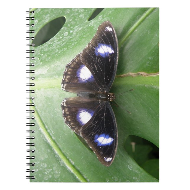 Beautiful Gepunktet Butterfly Notebook Notizblock (Vorderseite)