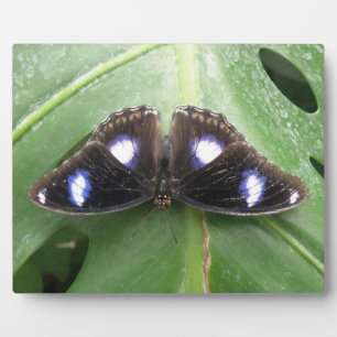 Beautiful Gepunktet Butterfly Plaque Fotoplatte