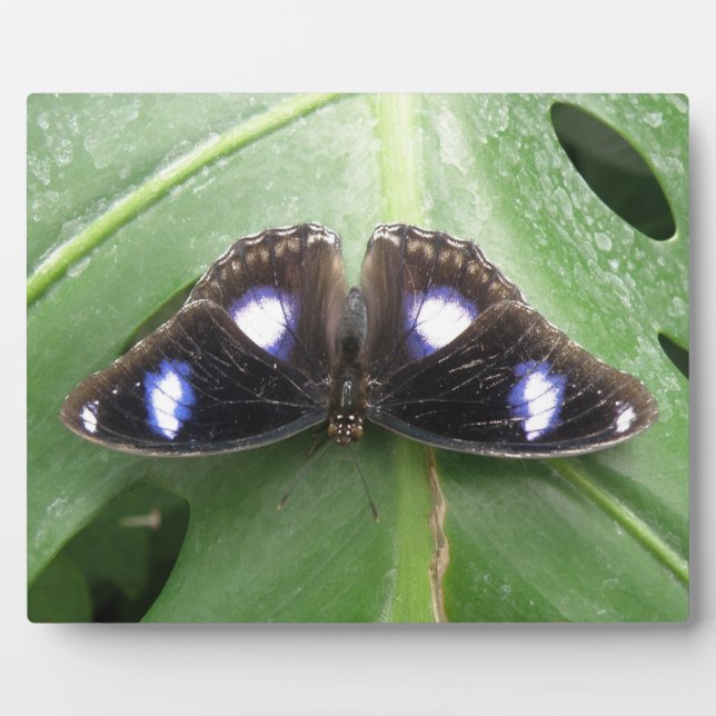 Beautiful Gepunktet Butterfly Plaque Fotoplatte (Vorderseite)