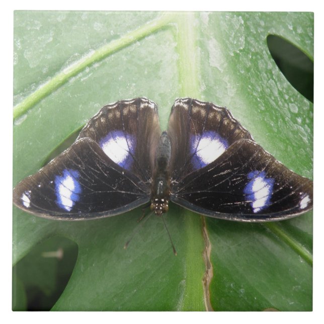 Beautiful Gepunktet Butterfly Tile Fliese (Vorderseite)