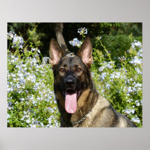 Beautiful German Shepherd dog Poster