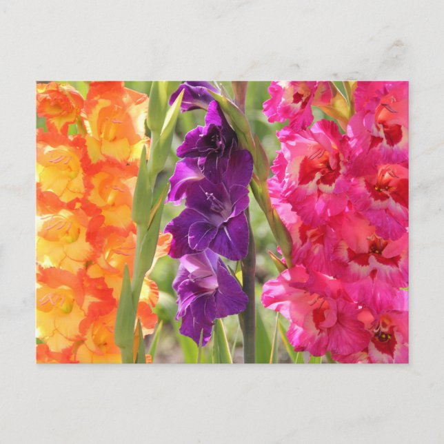 Beautiful Gladiolus Blooms Postkarte (Vorderseite)