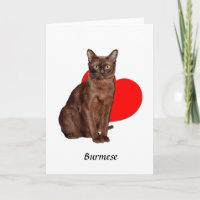 Beautiful Golden Burmese Katze Moggy Herzstück Lie