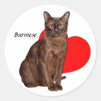 Beautiful Golden Burmese Katze Moggy Herzstück Lie