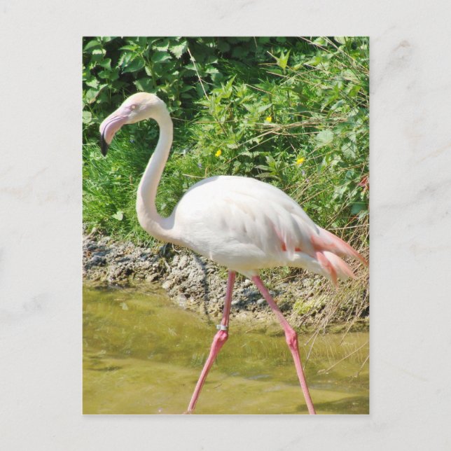 Beautiful Greater Flamingo - Postcard Postkarte (Vorderseite)