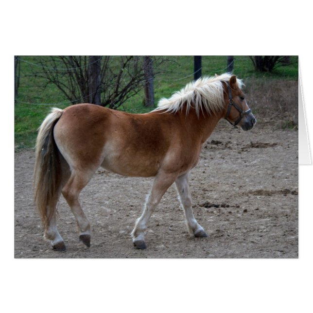 Beautiful Haflinger (Vorderseite (Horizontal))
