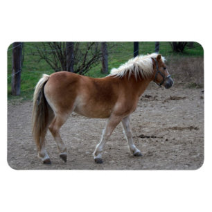 Beautiful Haflinger Magnet