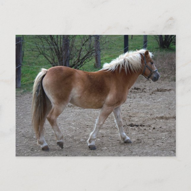 Beautiful Haflinger Postkarte (Vorderseite)