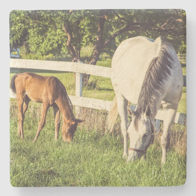 Beautiful Horse and Foal Green Pasture Steinuntersetzer (Vorderseite)