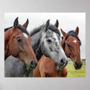 Beautiful horses poster
