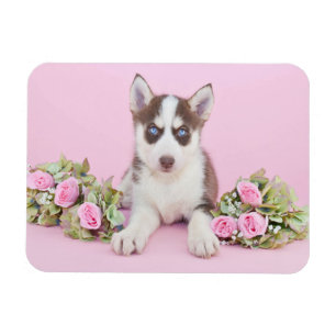 Beautiful Husky Puppy with Pink Roses Magnet