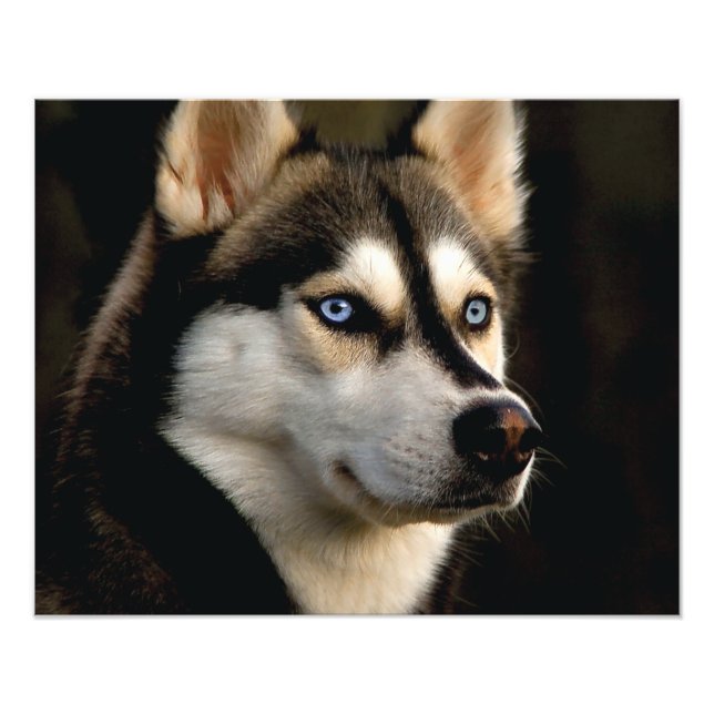 Beautiful Husky Throw Pillow Fotodruck (Vorne)