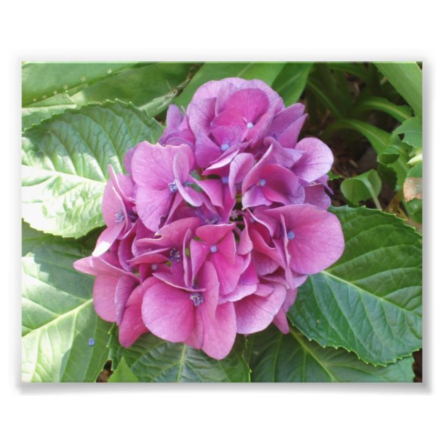 Beautiful Hydrangea Fotodruck (Vorne)