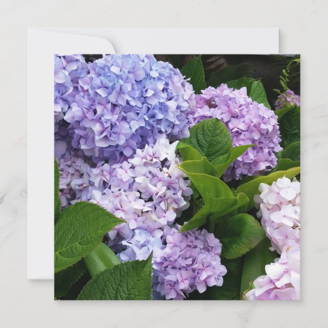 Beautiful Hydrangeas Note Card (Vorderseite)