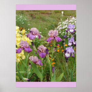 Beautiful Iris Flower Garden Poster