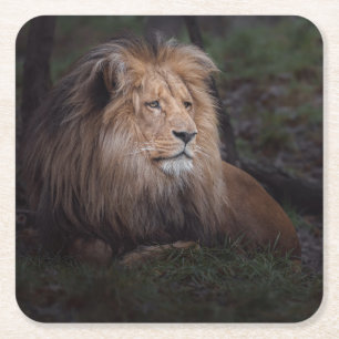 Beautiful Katanga Lion Rechteckiger Pappuntersetzer
