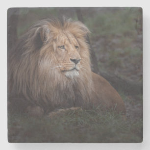 Beautiful Katanga Lion Steinuntersetzer