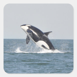 Beautiful Killer Whale Quadratischer Aufkleber
