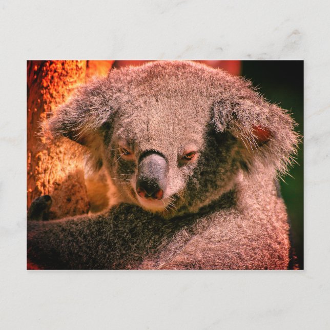 Beautiful Koala Postkarte (Vorderseite)