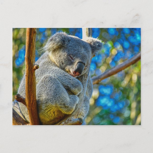 Beautiful Koala Postkarte (Vorderseite)