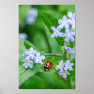 Beautiful Ladybug on Forget-me-not Poster