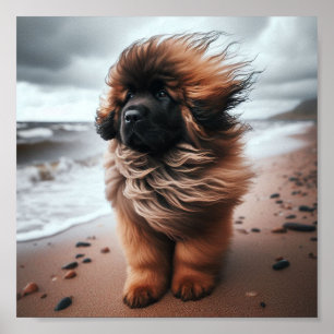 Beautiful Leonberger Welpe Poster