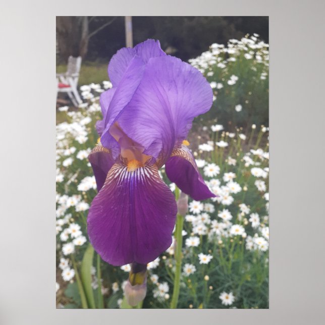 Beautiful Lila Iris Flower Garden Poster (Vorne)