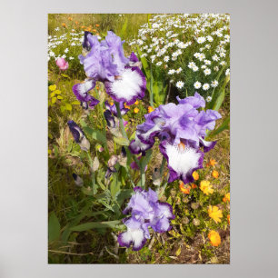 Beautiful Lila Iris Flower Garden Poster