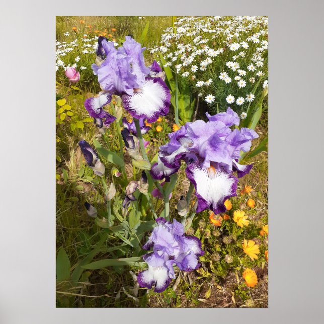 Beautiful Lila Iris Flower Garden Poster (Vorne)