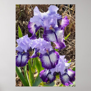 Beautiful Lila Iris Lilac Flower Garden Poster