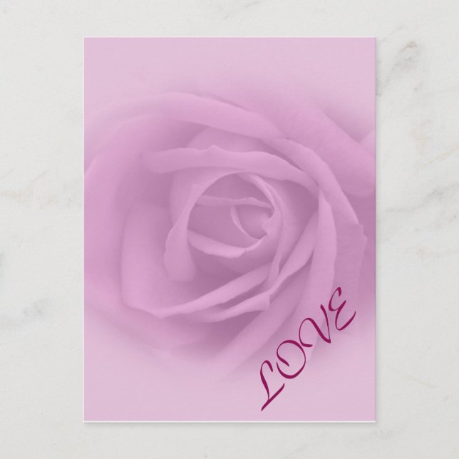 Beautiful Lilac Rose Postkarte (Vorderseite)
