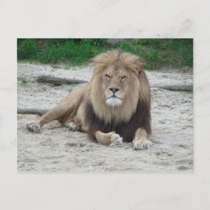 Beautiful Lion Postkarte