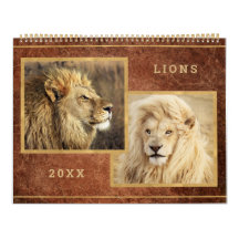 Beautiful Lions Foto Image Calendar