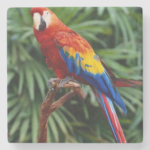 Beautiful Macaw Stone Untersetzer