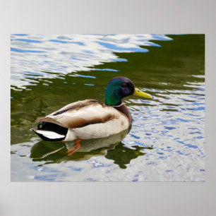 Beautiful Male Mallard Duck Postcard Poster