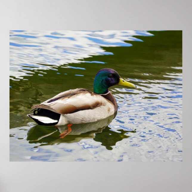 Beautiful Male Mallard Duck Postcard Poster (Vorne)