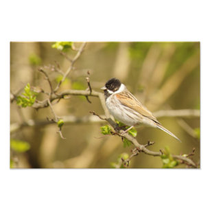Beautiful Male Reed Bunting Fotodruck