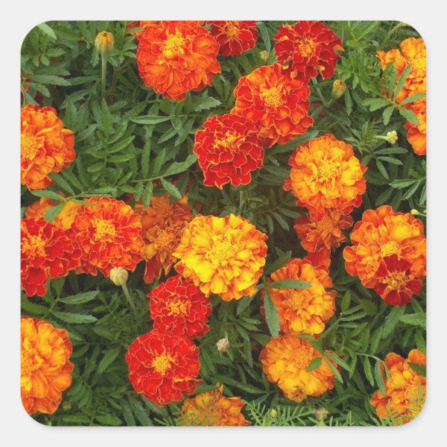Beautiful Marigolds Sticker Set (Vorderseite)
