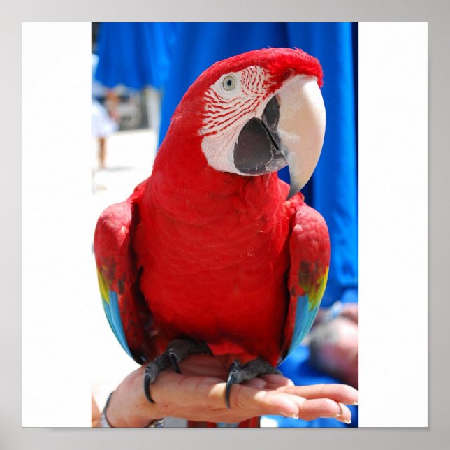 Beautiful McCaw Poster (Vorne)