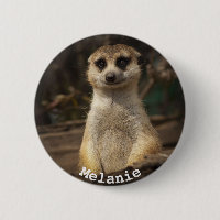 Beautiful Meerkat