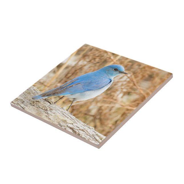Beautiful Mountain Bluebird on Beach Driftwood Fliese (Seite)