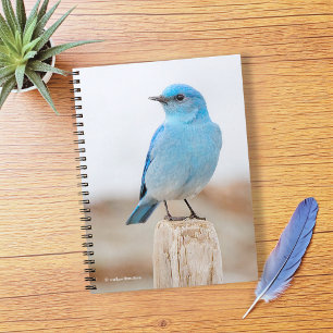 Beautiful Mountain Bluebird on Beach Stump Notizblock