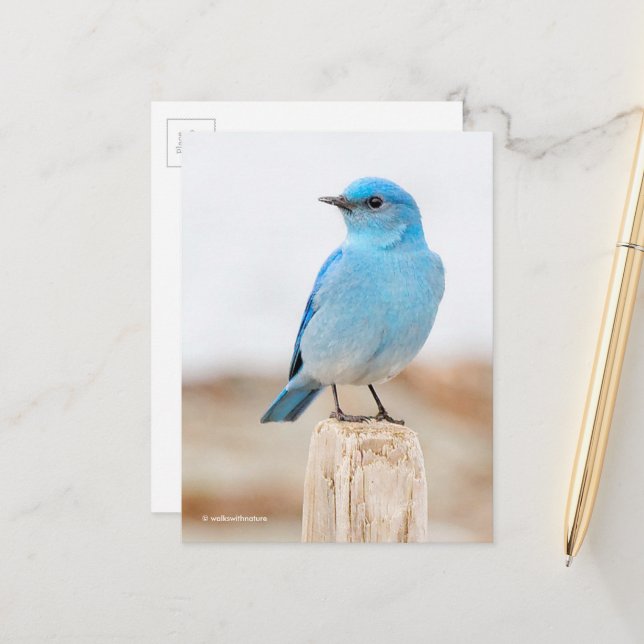 Beautiful Mountain Bluebird on Beach Stump Postkarte (Vorderseite/Rückseite Beispiel)